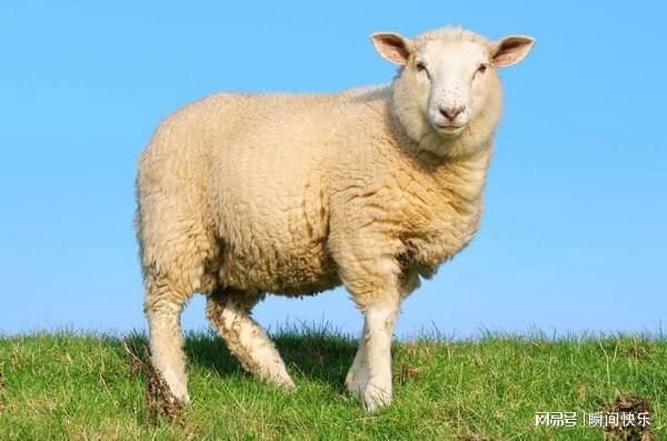 羊年出生的人的命运 　　一、属羊人的性格命运运势解析