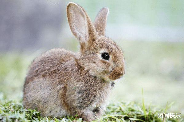 生肖兔生于农历几月财运好 属兔人几月出生富贵命份：农历三月