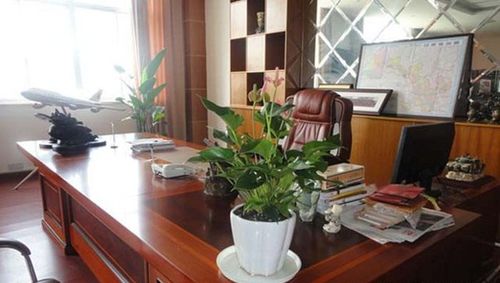 适合办公室的10大植物 办公室最旺的风水植物