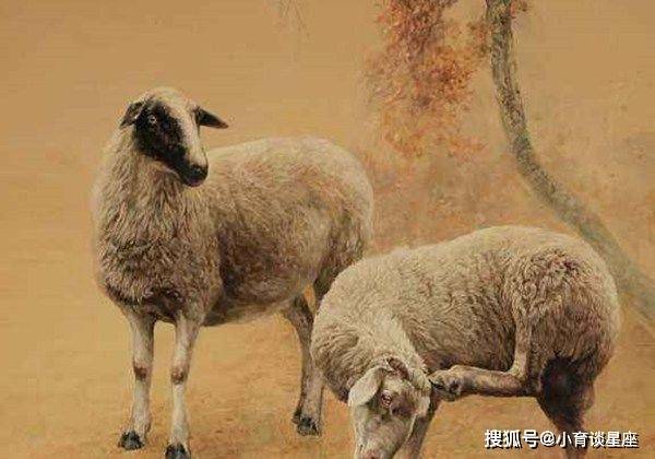 属羊人的五个贵人 属牛人是不错的合作伙伴