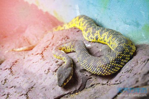 2001年属蛇人永远最旺的颜色 属蛇人最旺盛的颜色