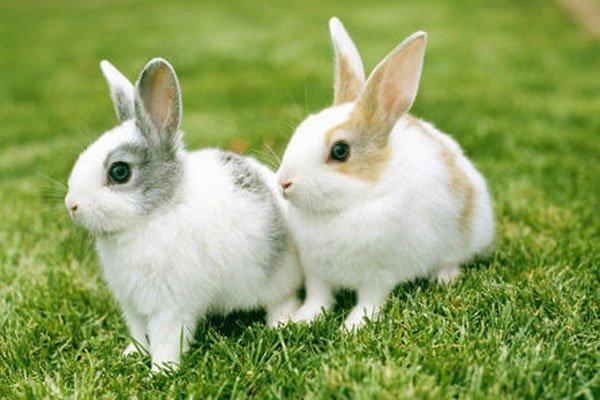 生肖兔的最佳配偶属相 属兔人的最佳配遇属相