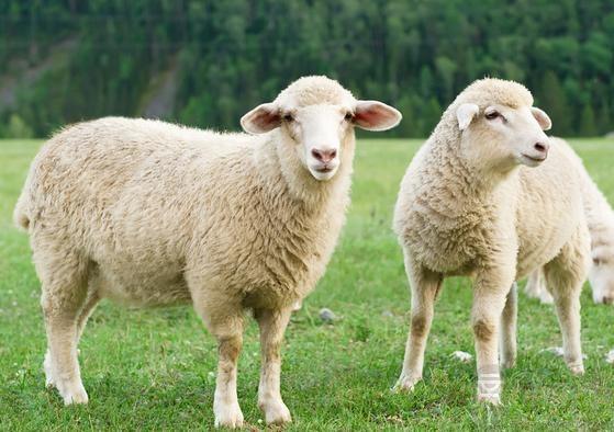 为什么属羊的不能和属牛一起 结婚好不好