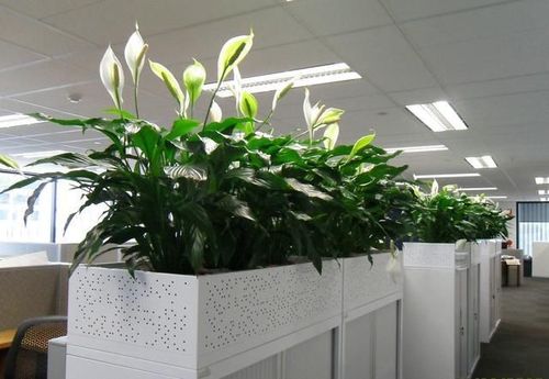 办公室养什么花风水最好 办公室门口挡煞植物