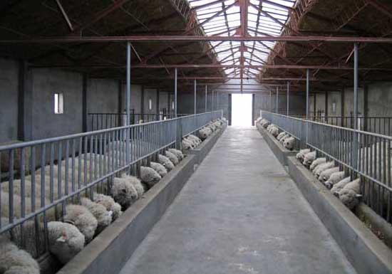 2022养羊养殖场起名 养羊养殖场起名注意事项