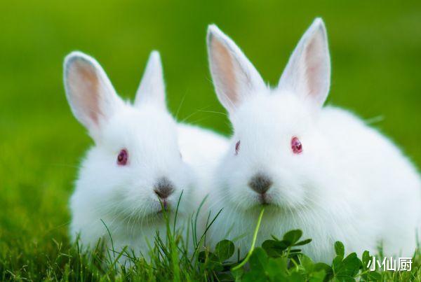 兔和兔是不是不能在一起 两个生肖兔感情应注重现实