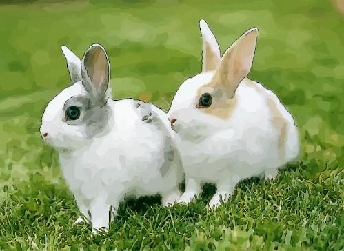 生肖属兔爸爸和什么生肖属相的孩子是三合 生肖属兔爸爸的性格