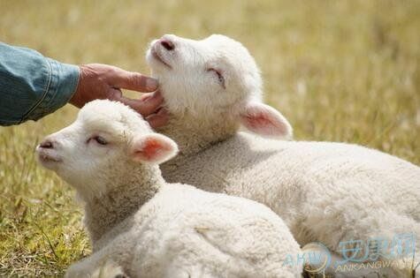 属羊和属狗恋爱合适吗 属相羊和狗适合恋爱吗