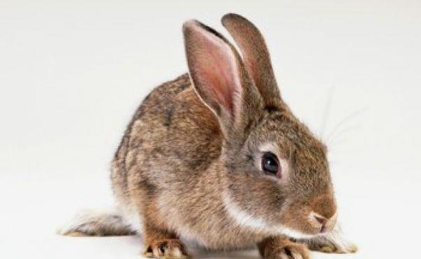 2021年11月肖兔人能不能买房 生肖兔11月能不能买房