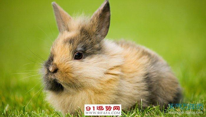 87年属兔人的幸运数字 生肖兔的幸运数字