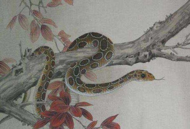 1893年属什么生肖 一、1893年出生的人属蛇具有着独特的魅力