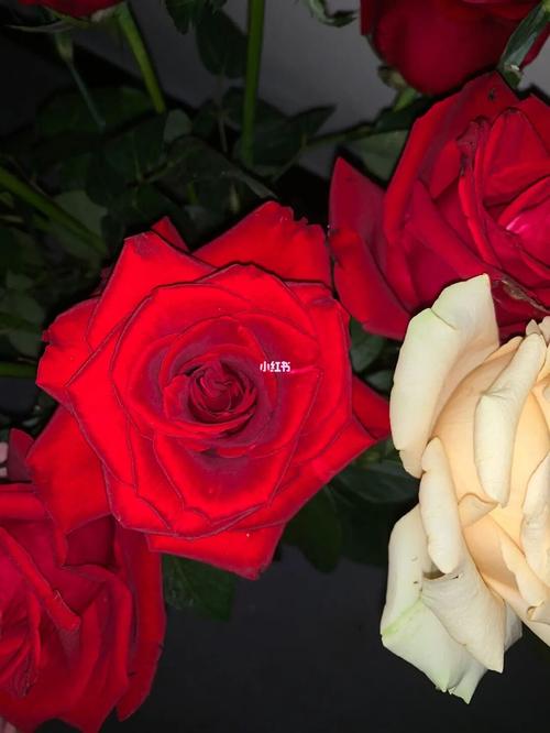 家里怎么摆招桃花 红玫瑰增加自身魅力