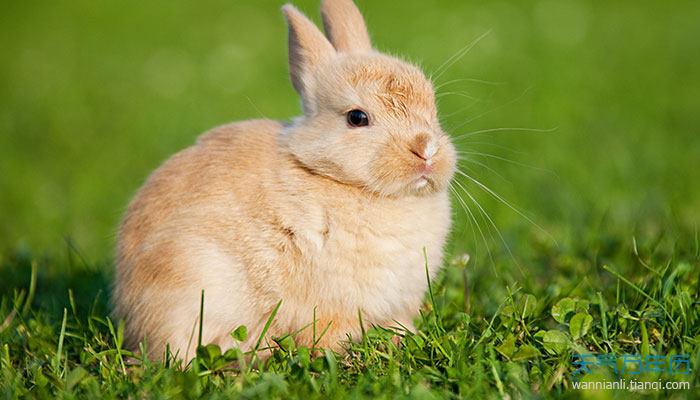 生肖兔哪个月出生好 　　属兔人生于三月命好
