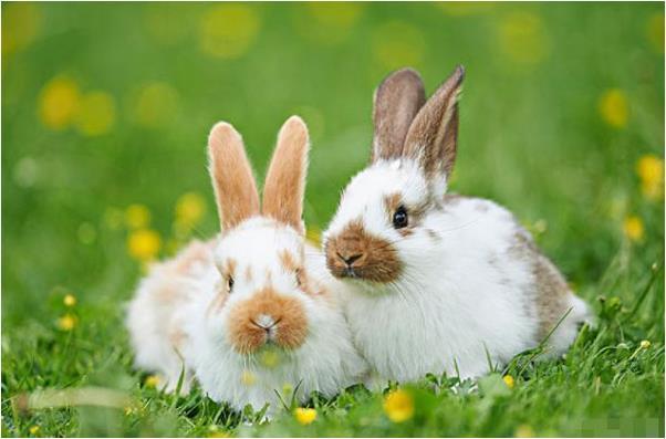 属兔人命中注定的贵人是谁 属兔的人命中贵人