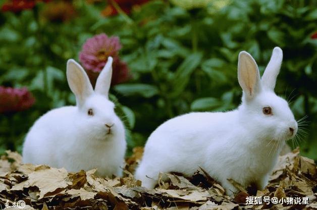 1999年属兔的最佳婚配 生肖狗是99年生肖兔的最佳婚配吗