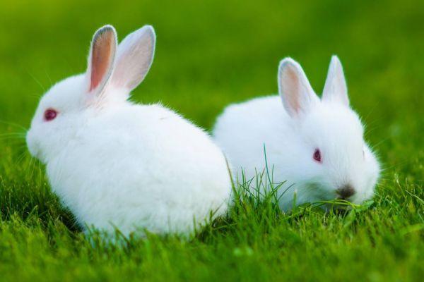 2020年4月生肖属兔人的感情运势有点起伏 2020年4月生肖兔的感情运势