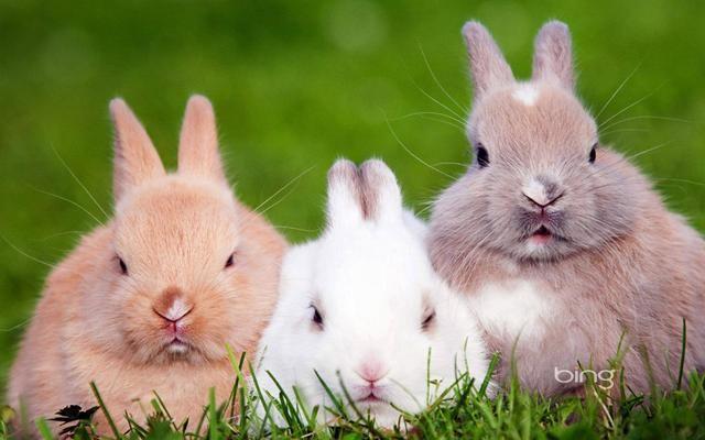 属兔人的五行特征有着不同的性格 一、属兔人的五行特征都各不相同