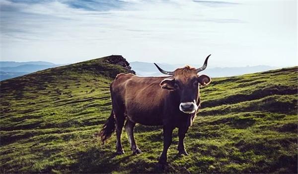 生肖属牛2021年八月幸运色 2021年生肖牛的幸运色