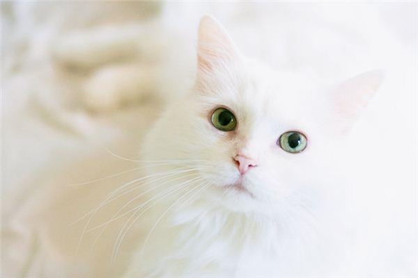 梦见白猫预示会成功成富豪 梦见白猫学业会很顺利：