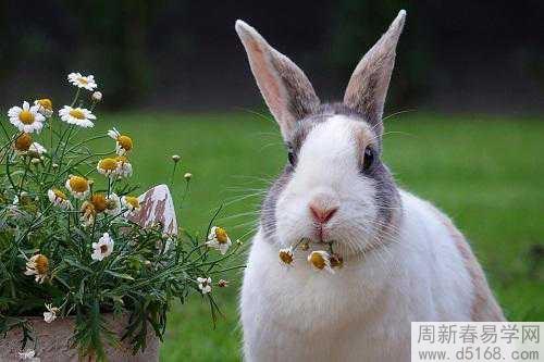 兔的正缘桃花是谁 属兔人的正缘应该是谁
