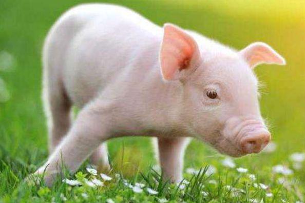 1983年巳时出生的生肖属猪人命运好不好 1983年出生的属猪人命运好吗 ？