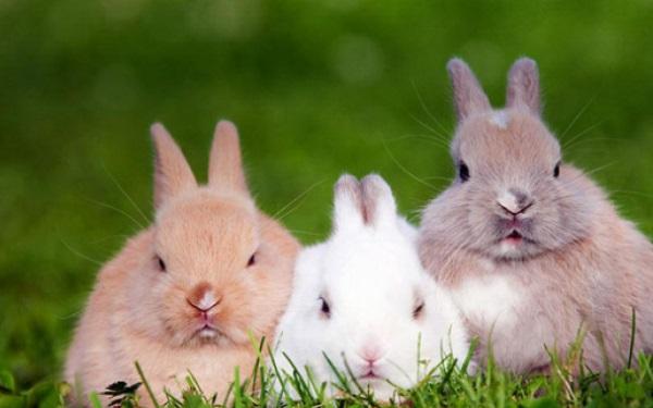 属兔的人五行与命运 属兔的人得五行