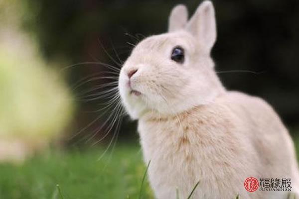 2020年5月和6月生肖属鼠和生肖属兔订婚黄道吉日查询 2020年5月生肖鼠和生肖兔适合订婚的好日子