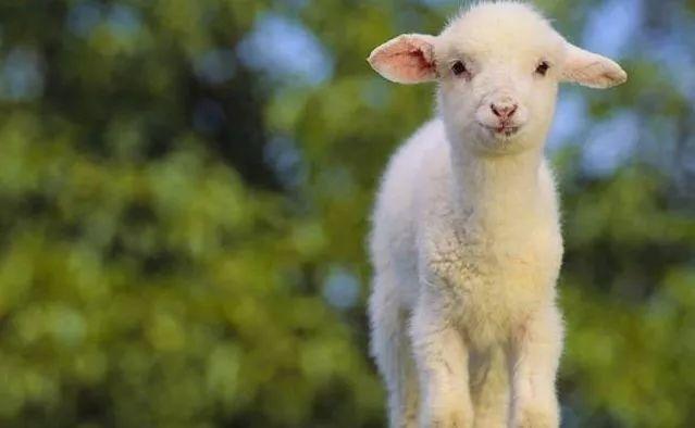 子女运解析:属羊的人2021年生宝宝可以吗 属羊人2021年生宝宝好不好
