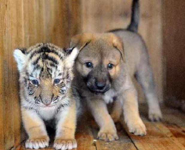 虎和狗在一起对谁不利 虎和狗在一起顺顺利利