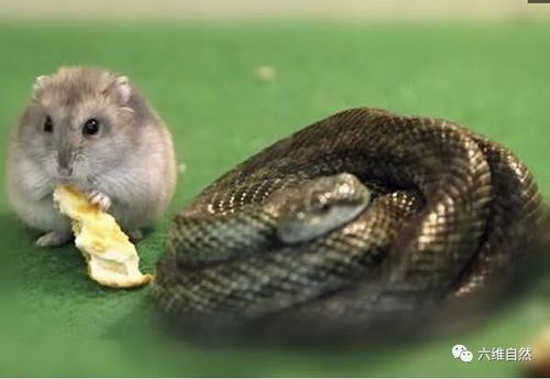 鼠和蛇在一起对谁不好 蛇鼠两人在一起谁比较吃亏