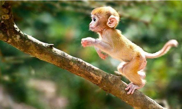 1968年卯时出生的生肖属猴人命好吗 属猴的运势