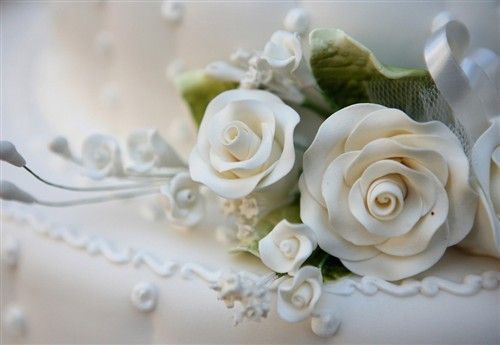 白玫瑰花语是什么 白玫瑰花语：纯洁、高贵、天真和纯纯的爱。