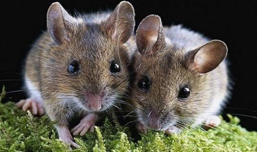 属鼠的今年多大？属鼠的性格特点和运势是怎样的呢？ 属鼠的人性格：