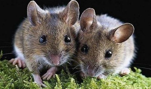 2020鼠年属鼠和属鼠的婚姻会美满吗 属鼠的性格