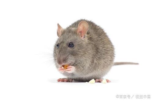 2020年午时出生的生肖属鼠人是什么命 ​2020年午时出生的属鼠人命运好吗？