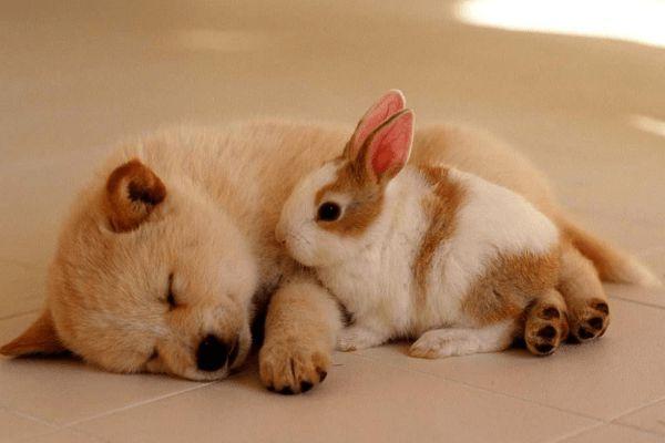 狗和兔为什么那么配 生肖狗和兔相配吗