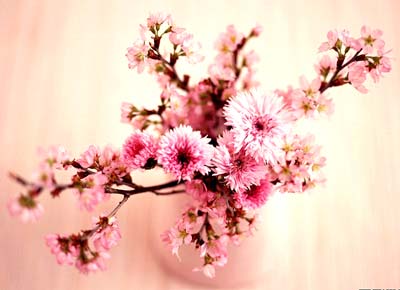 摆房间招桃花的花有哪些 桃花催旺异性缘