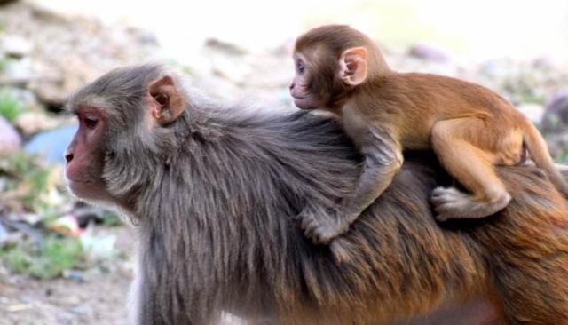 猴跟猴合不合得来 猴与猴能一起生活吗