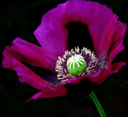 罂粟花语象征着死亡之恋 一、罂粟花语形容为遗忘的死亡之恋