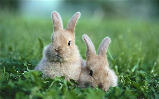属兔的性格善良温柔 属兔的性格：
