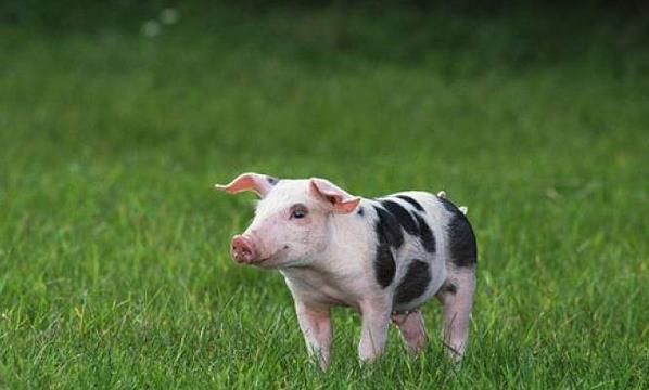 不同季节出生的属猪人命运 　　春季出生属猪人的命运