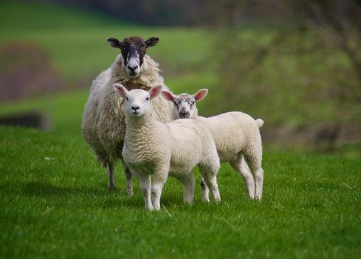 2020鼠年2月生肖属羊和生肖属羊可以结婚吗 生肖羊今年二月感情运势