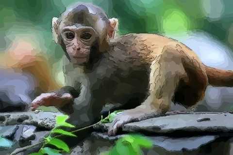 初一到十五属猴人出生日的命运怎么看 初一到初五出生的人的命运