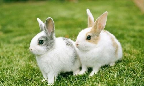 2021年10月属兔的人幸运色有什么 2021年10月生肖兔的幸运色