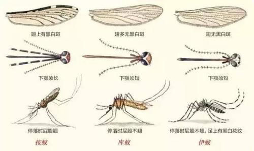 什么血型最招蚊子 什么血型最招蚊子：蚊子不会区分血型