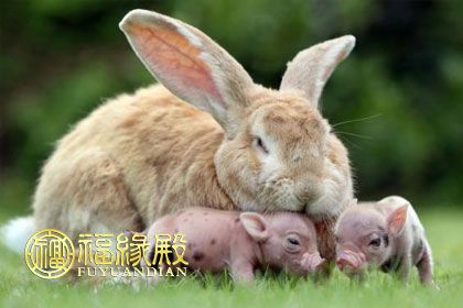 属兔和属猪的人在一起了会怎么样 兔和猪在一起合适吗