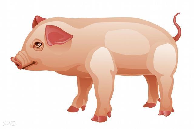 2020年3月生肖属猪人的感情运势起伏大 2020年3月生肖猪人的感情运势