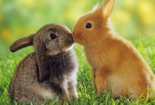 2020鼠年４月生肖属兔人的运势好吗 生肖兔和生肖鸡的姻缘