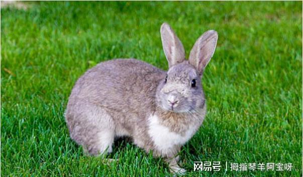 1987属兔的最旺的颜色 今年87年属兔人最旺颜色