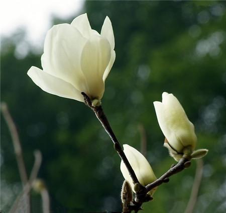 木兰花的花语是什么 木兰花的介绍：